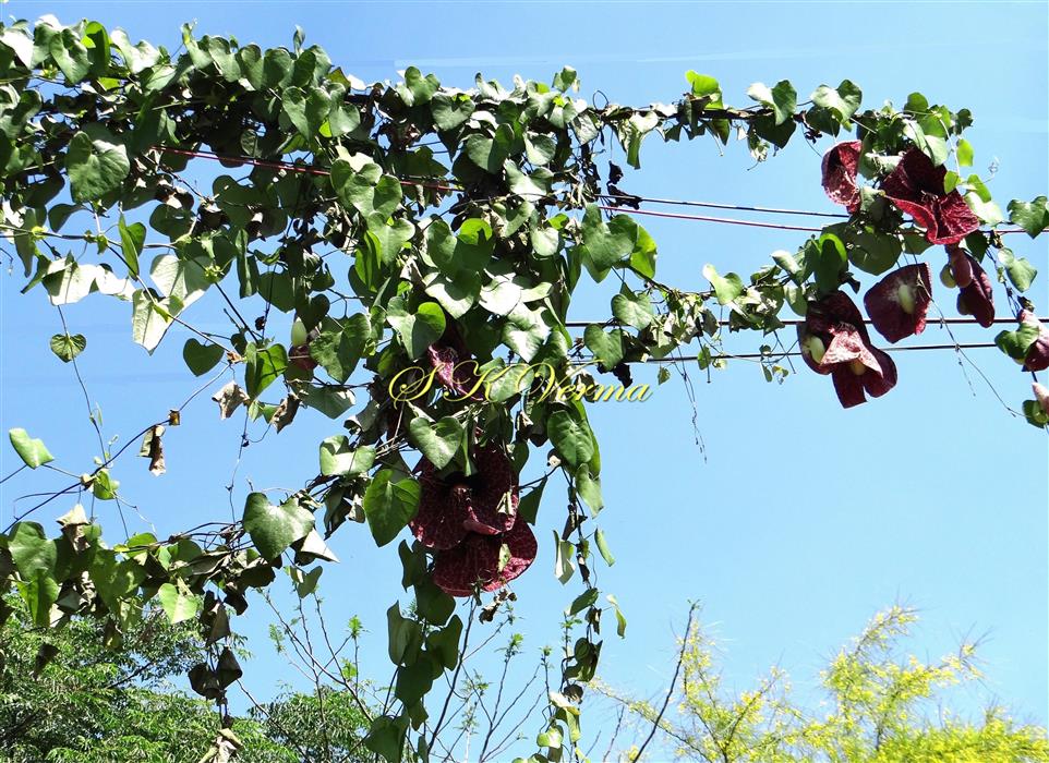  Plant